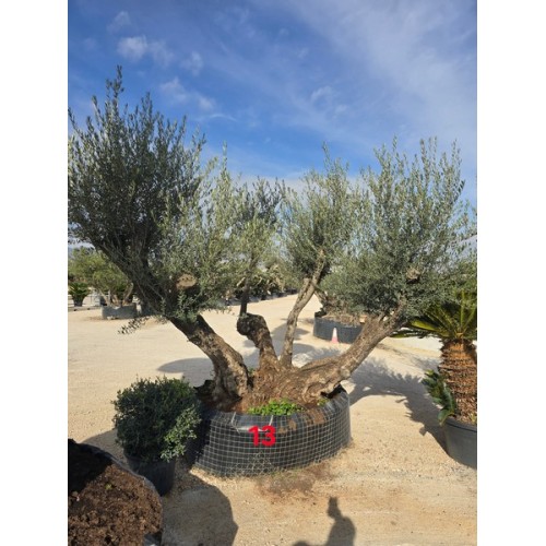 Olea bonsai triple tronco CTM